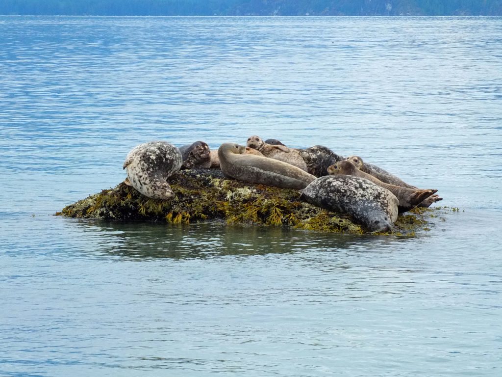 19449726113_63f54ef0e7_o