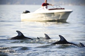 wildlife tours, corporate adventure